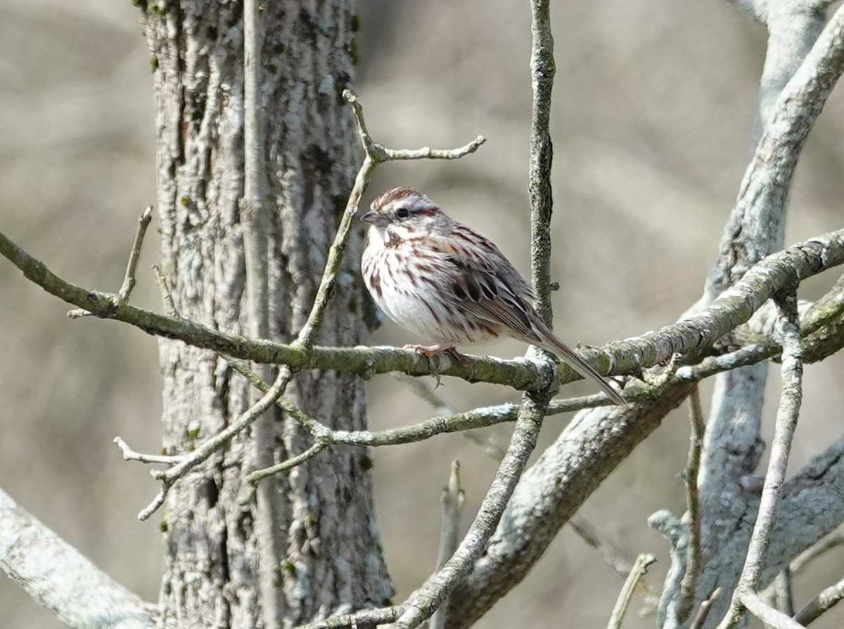 Song Sparrow - Don Burggraf