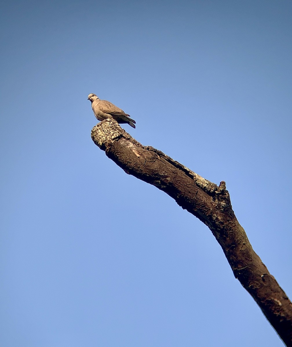 Eurasian Collared-Dove - Amsis Panta