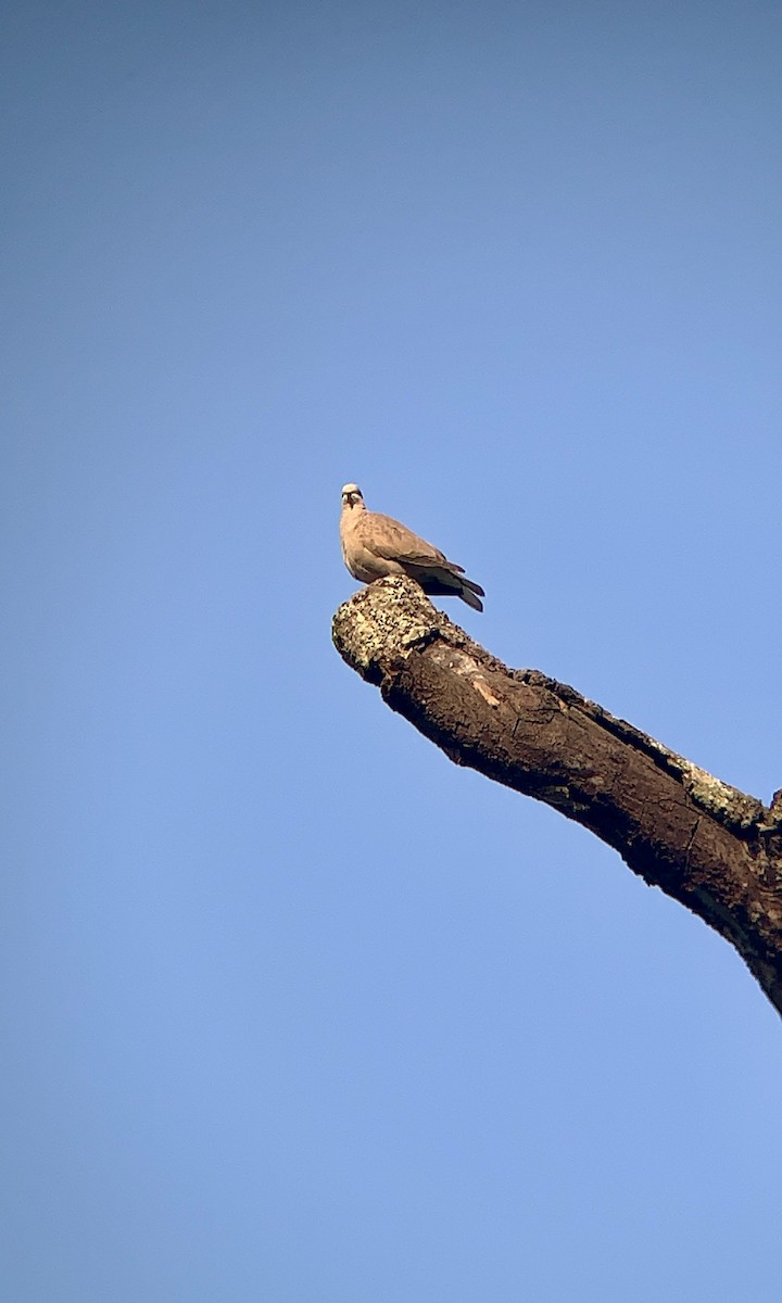 Eurasian Collared-Dove - ML617096802