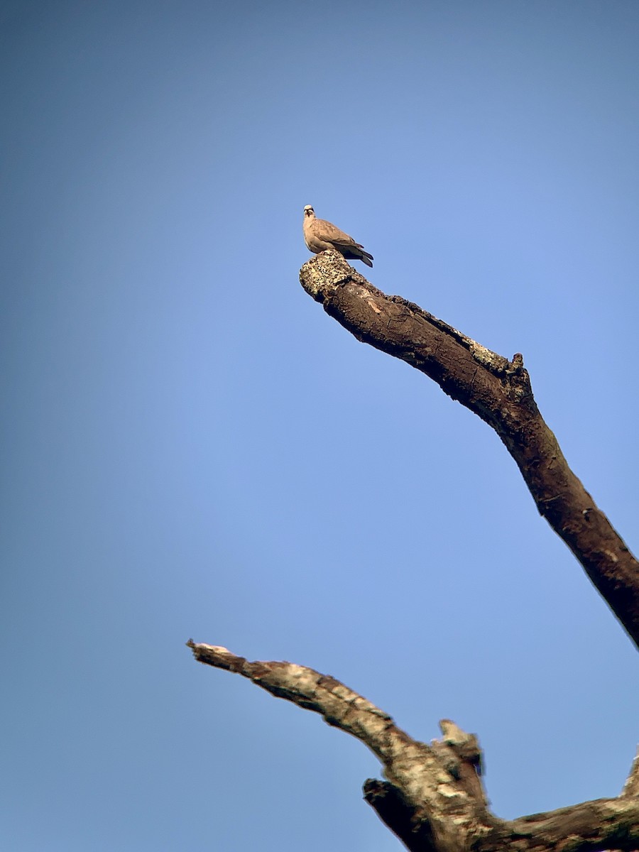 Eurasian Collared-Dove - ML617096803