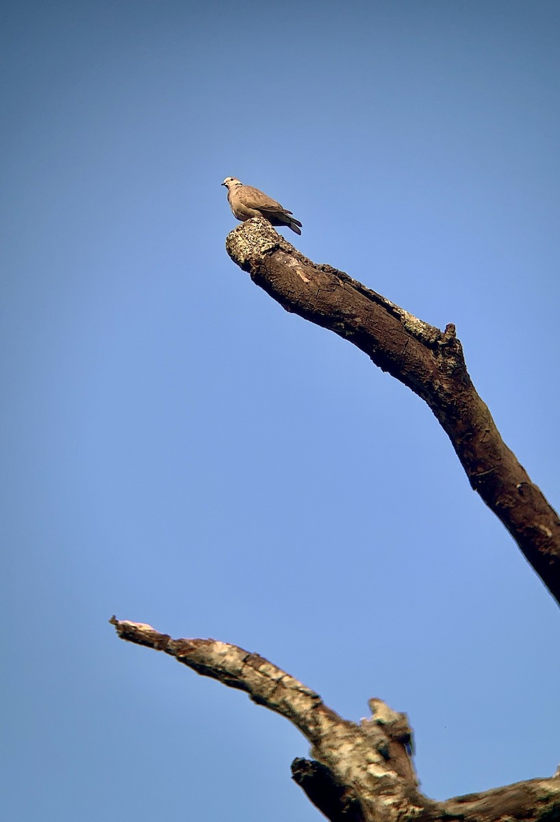 Eurasian Collared-Dove - ML617096804