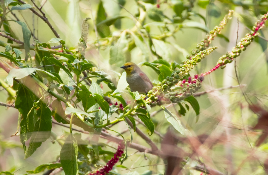 Verdin - Edgar Knapp Uranga