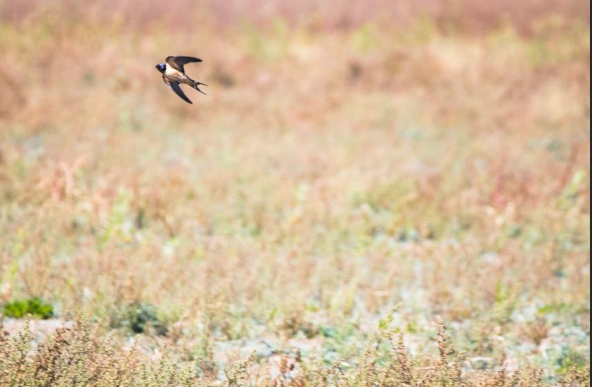 Barn Swallow - ML617096832