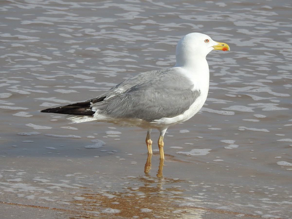 Yellow-legged Gull - ML617096863