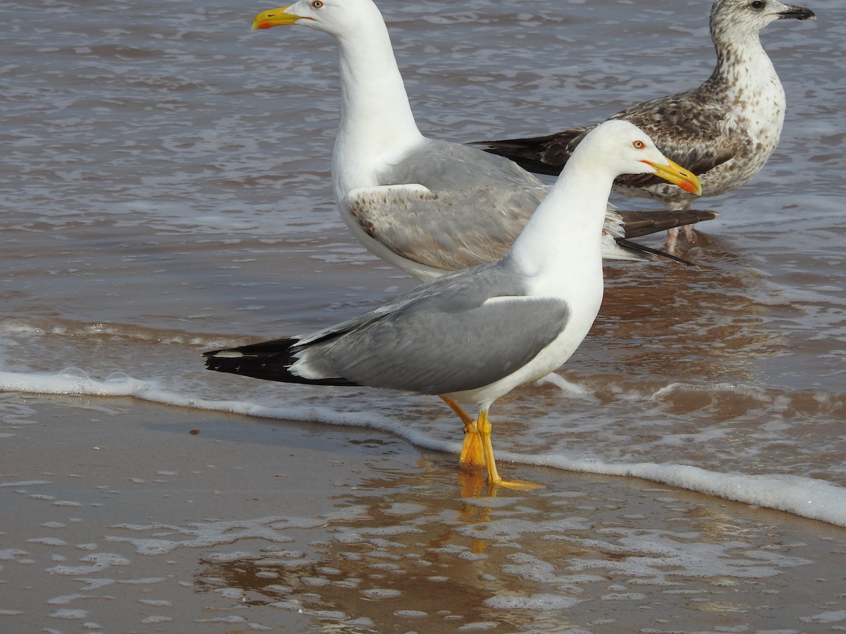 Yellow-legged Gull - ML617096865