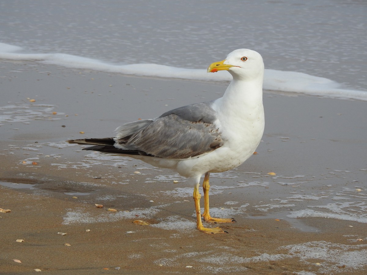 Yellow-legged Gull - ML617096866