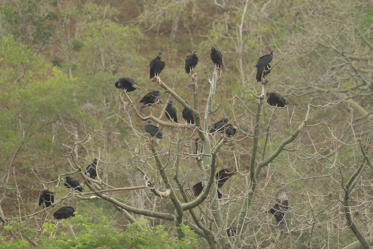 Black Vulture - ML617096890