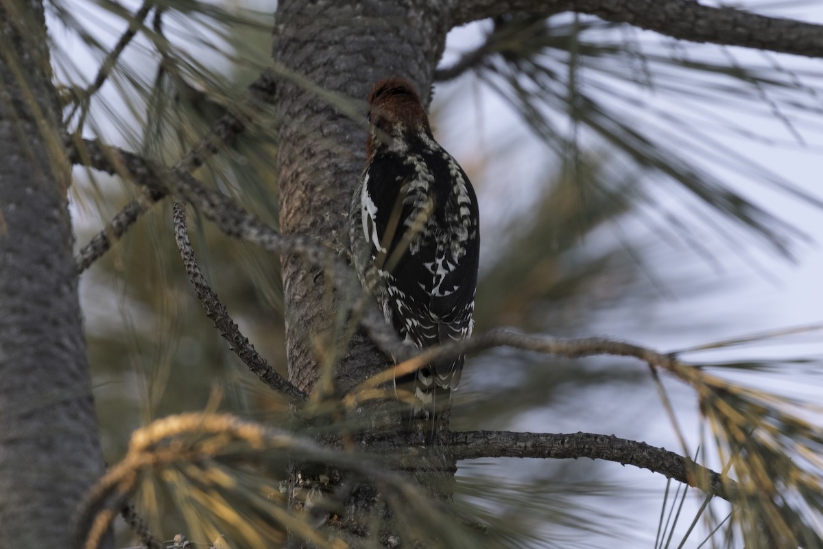 Red-breasted Sapsucker - ML617096911