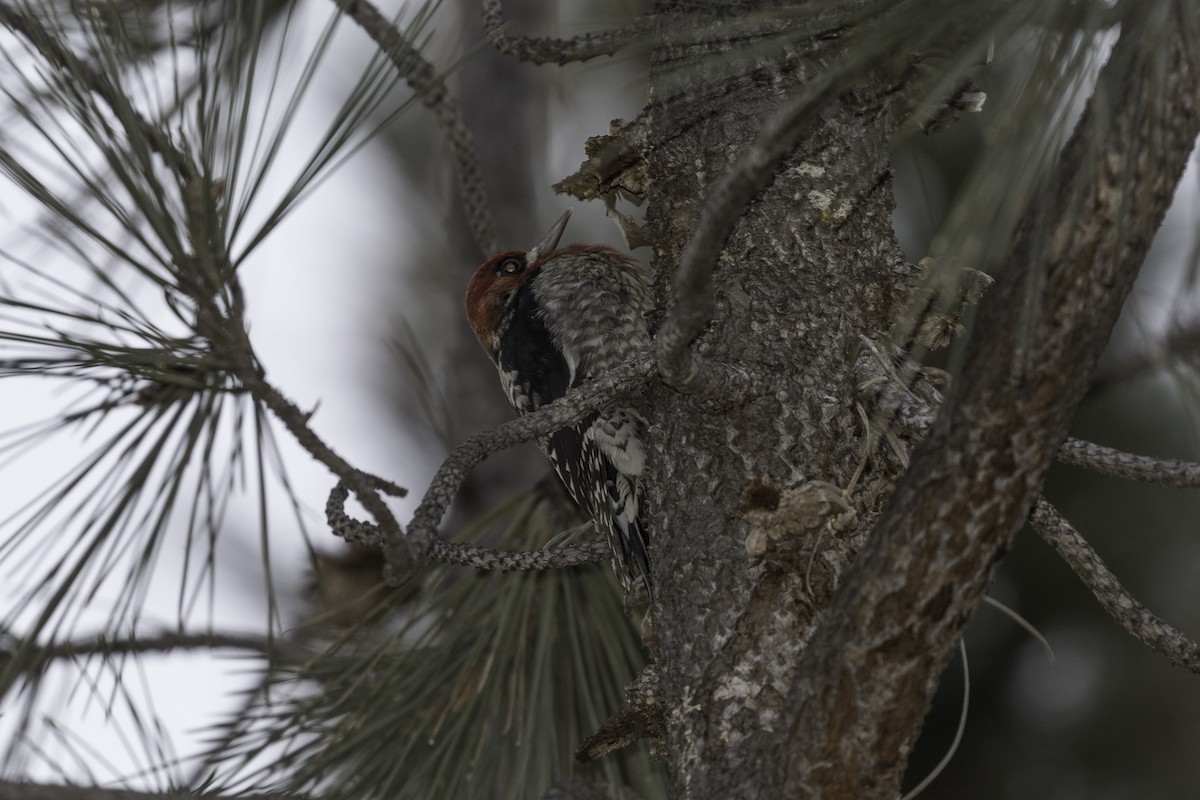 Red-breasted Sapsucker - ML617096913