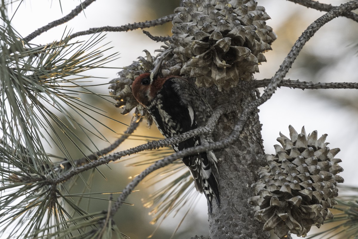Red-breasted Sapsucker - ML617096916