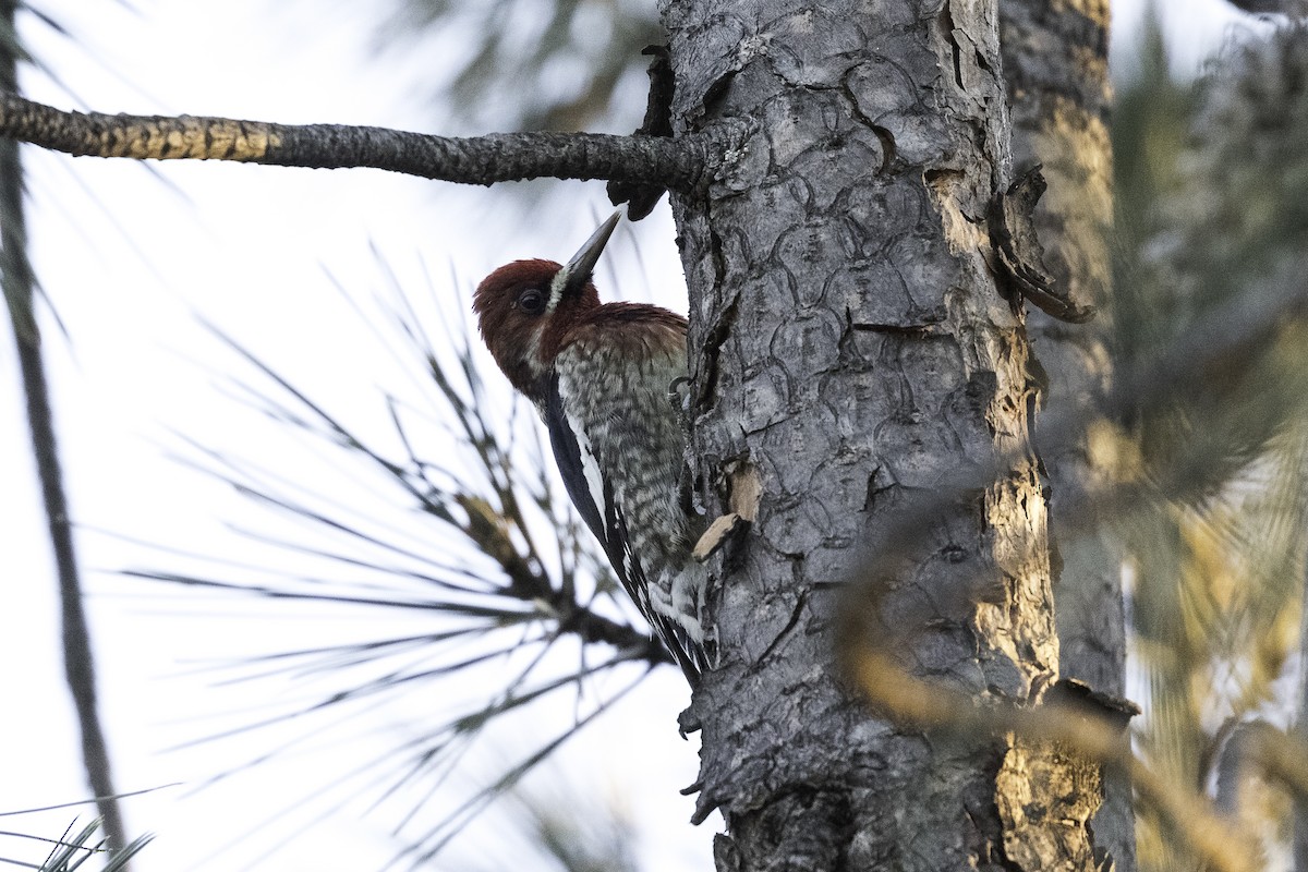 Red-breasted Sapsucker - ML617096917