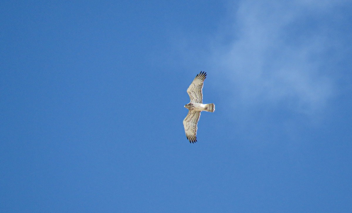 Short-toed Snake-Eagle - ML617096929