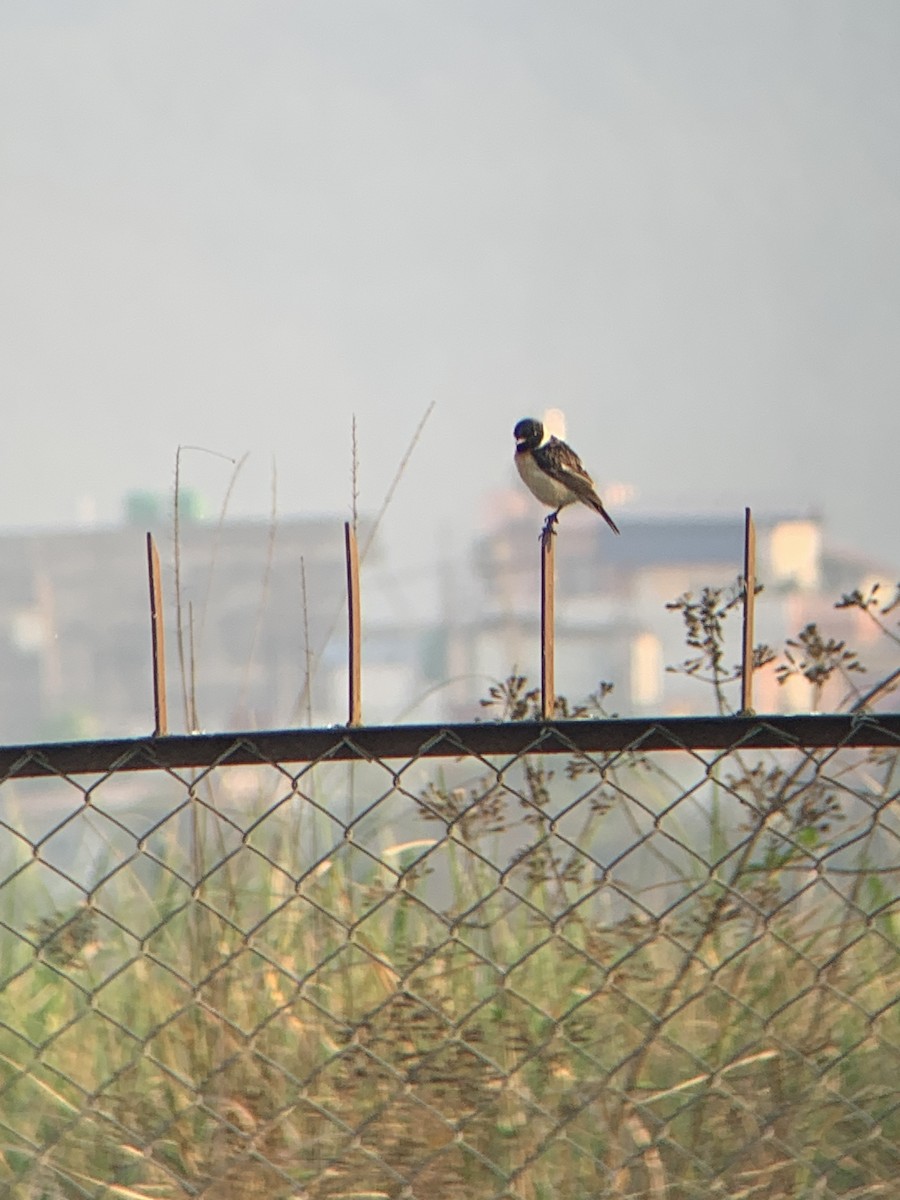 Siberian Stonechat - ML617096951