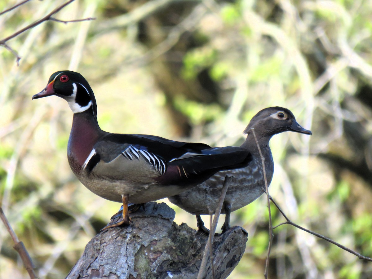 Wood Duck - ML617096966