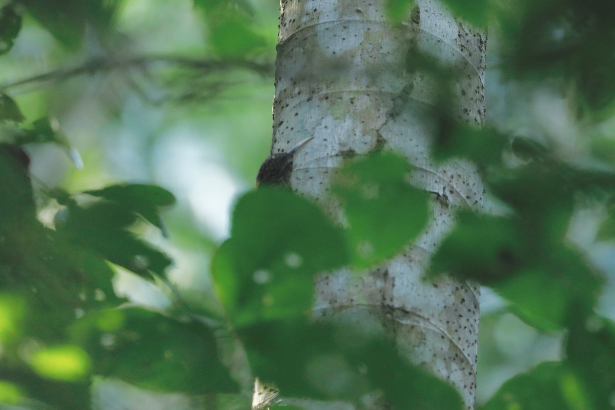 Ivory-billed Woodcreeper - ML617097035