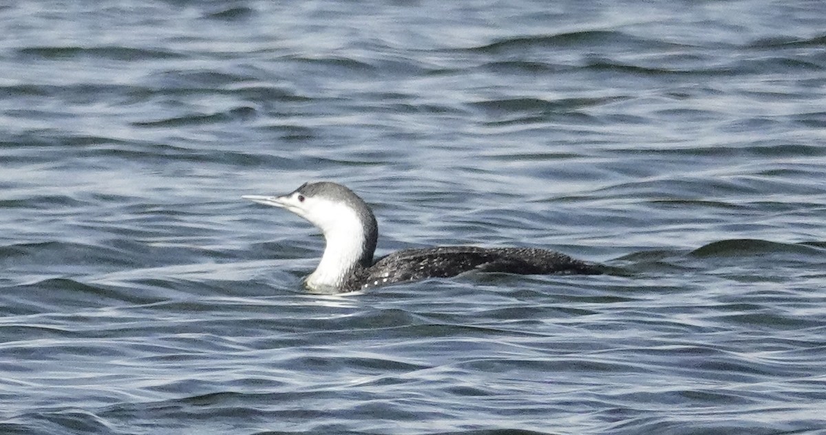 Red-throated Loon - ML617097056