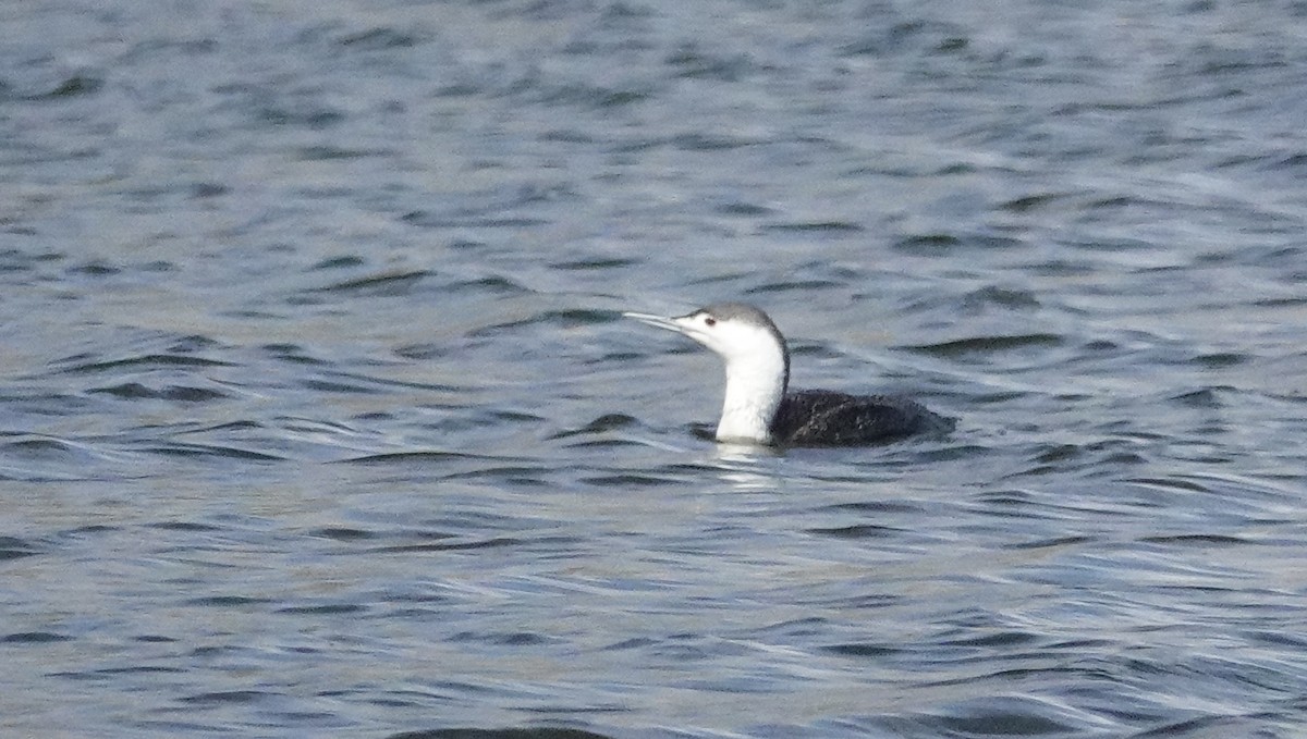 Red-throated Loon - ML617097059