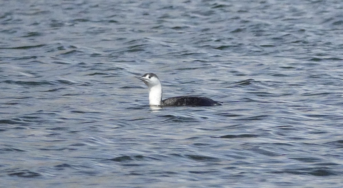 Red-throated Loon - ML617097060