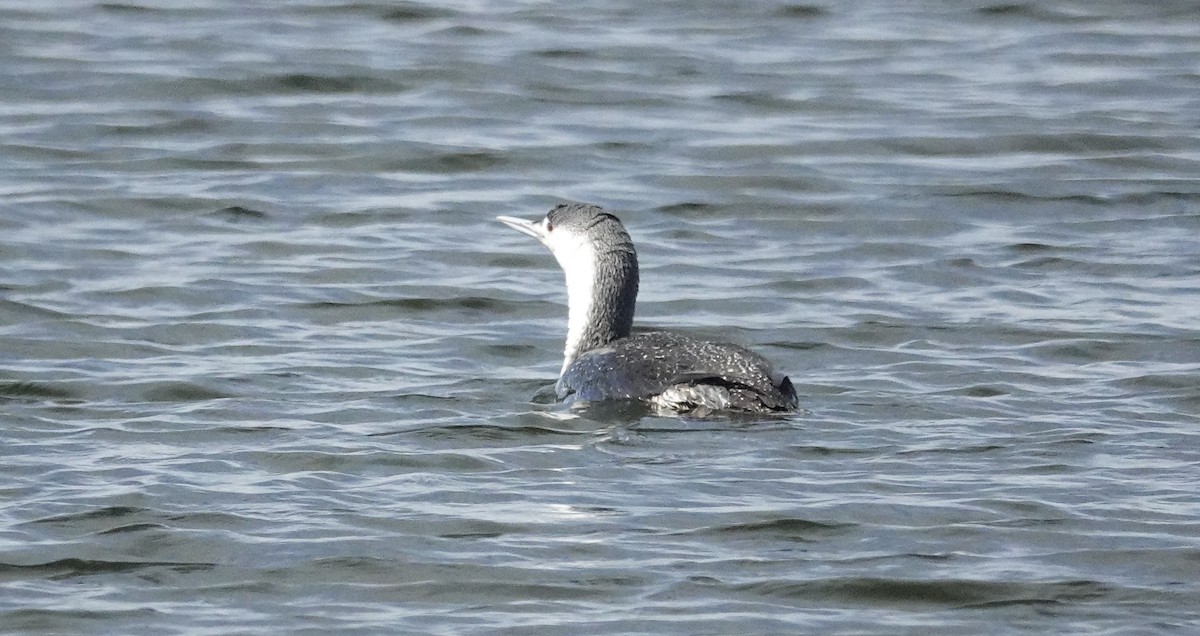 Red-throated Loon - ML617097061