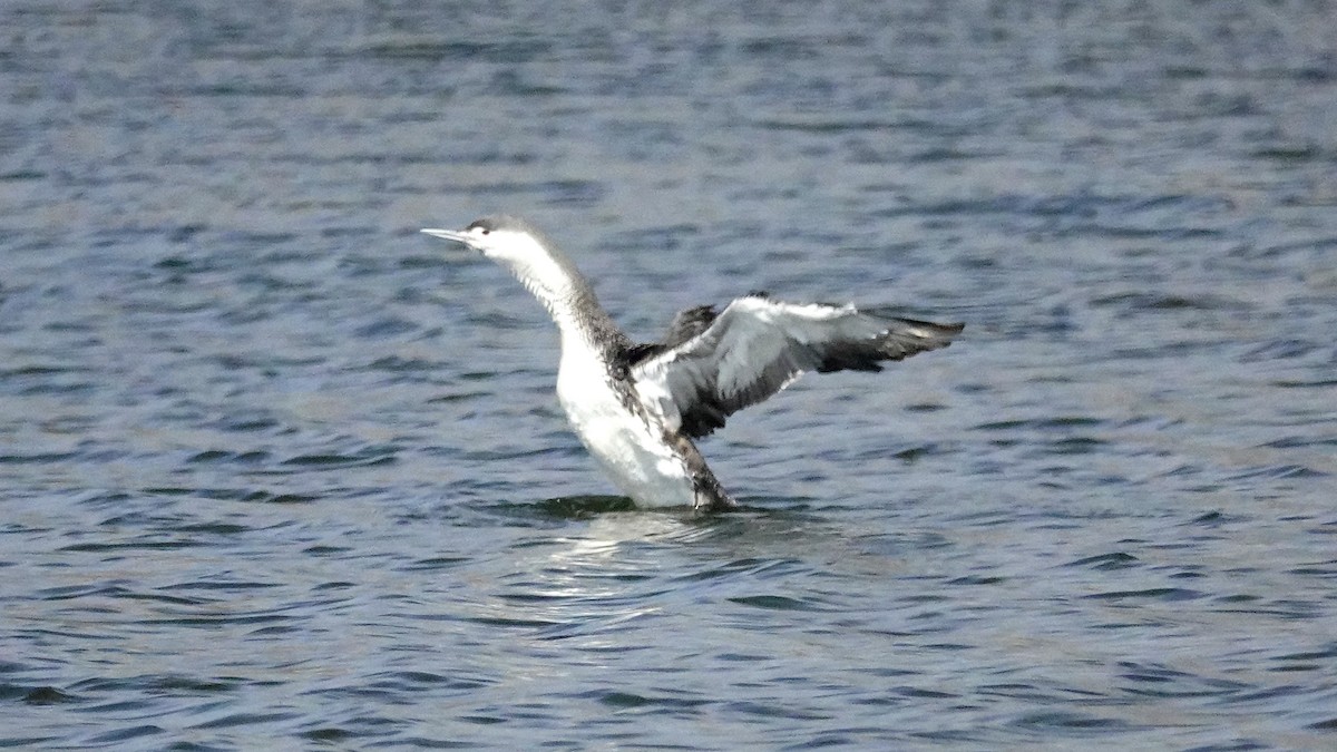 Red-throated Loon - ML617097062