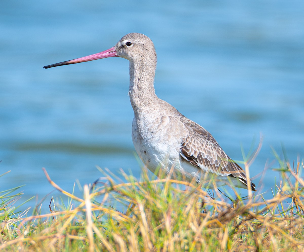 Black-tailed Godwit - ML617097072