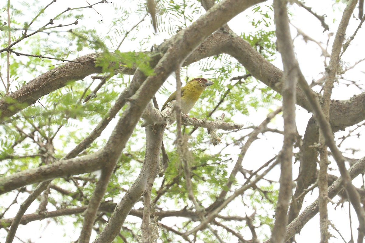 Rufous-browed Peppershrike - ML617097117