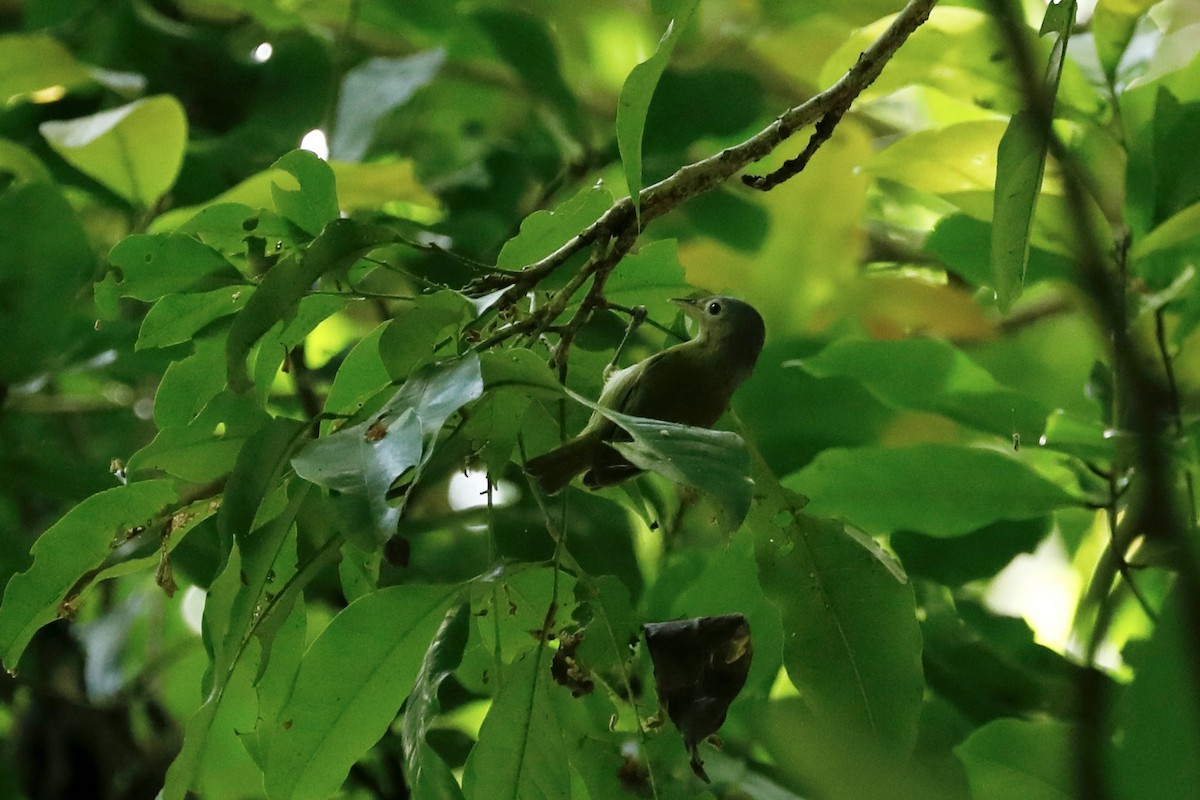 korthalevireo - ML617097130