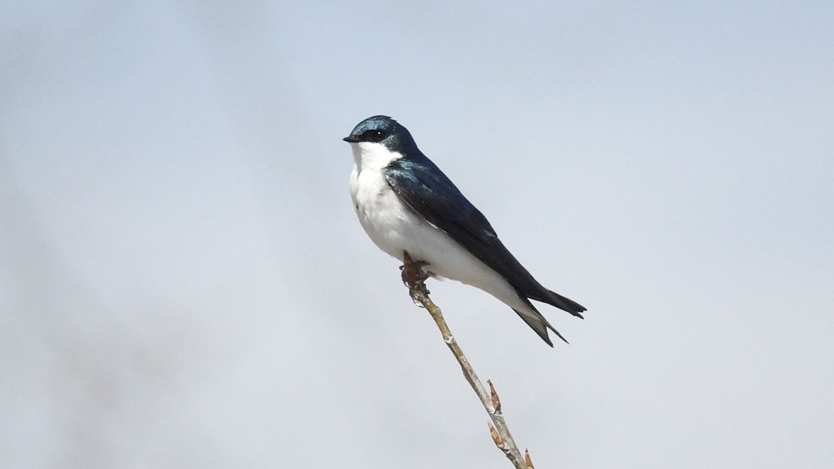 Tree Swallow - Cynthia Ehlinger