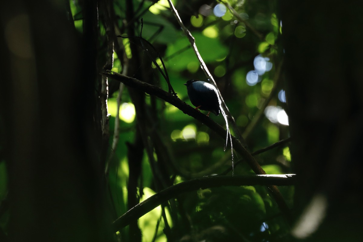 Long-tailed Manakin - ML617097145