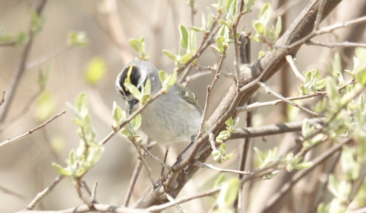 Golden-crowned Kinglet - Cynthia Ehlinger