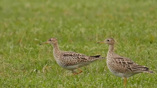 Upland Sandpiper - ML617097179