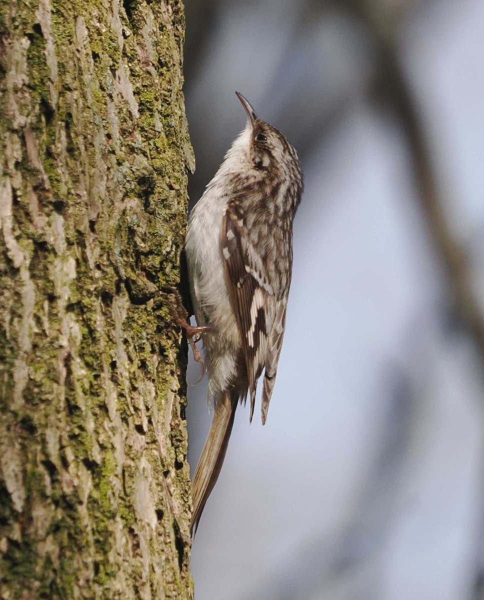 Brown Creeper - ML617097187