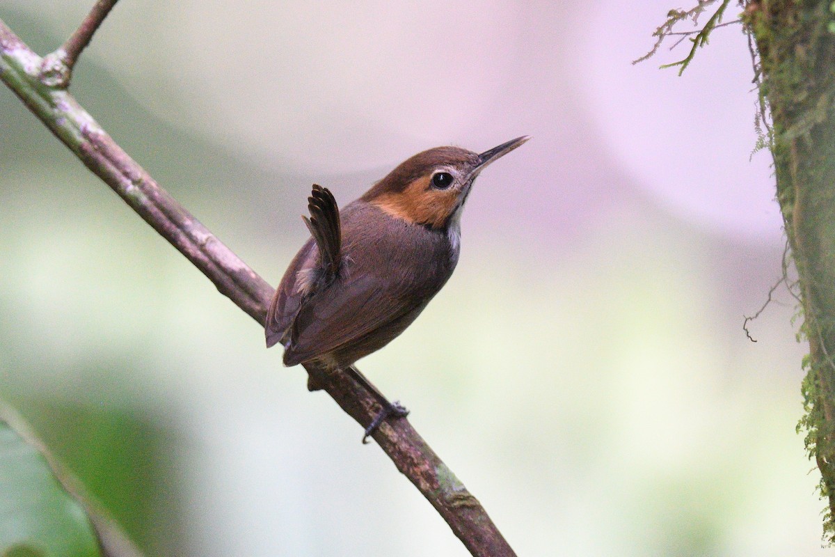 Tawny-faced Gnatwren - terence zahner