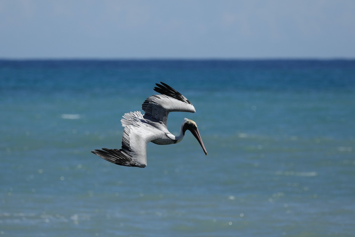 Brown Pelican - ML617097372