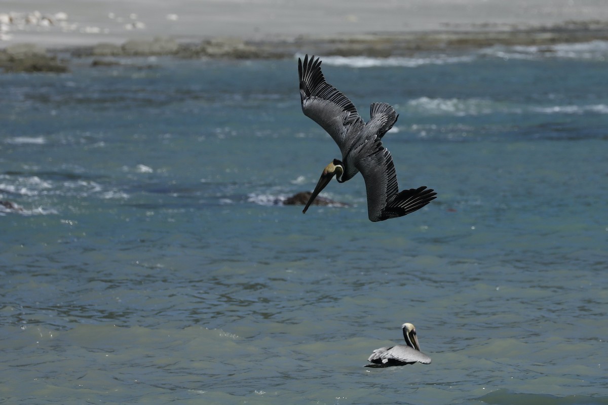 Brown Pelican - ML617097373