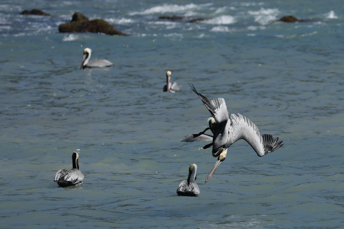 Brown Pelican - ML617097375