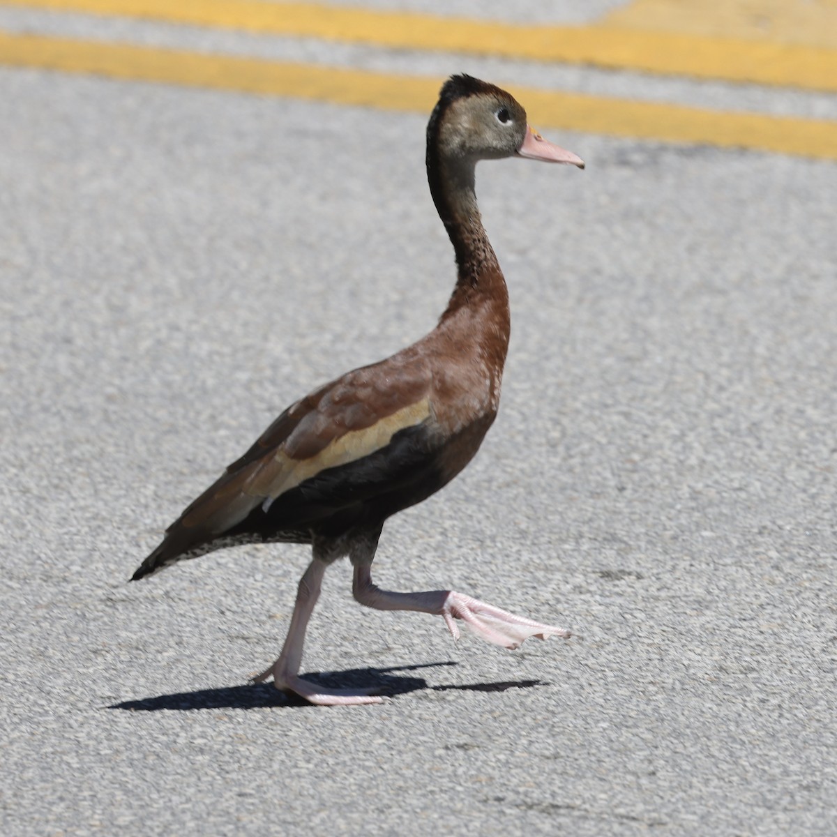 Black-bellied Whistling-Duck - ML617097381