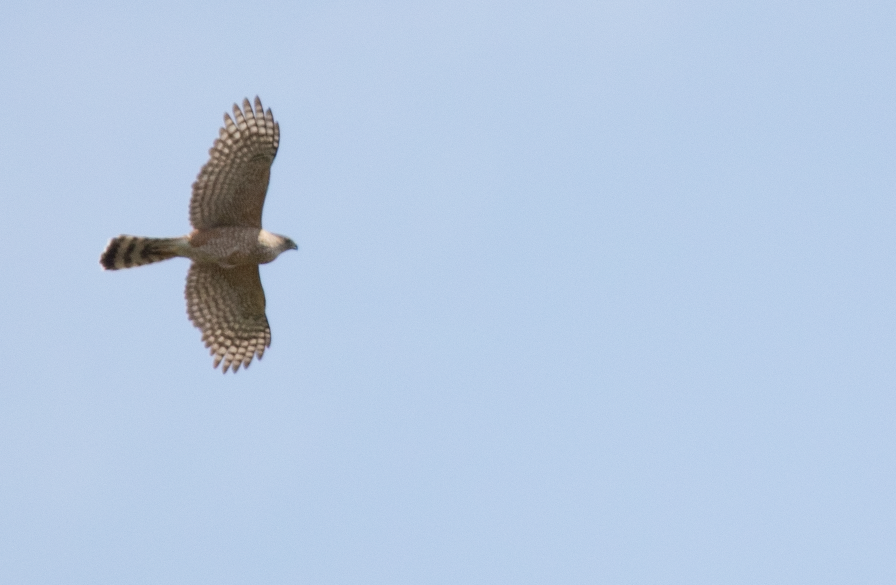 Cooper's Hawk - ML617097426