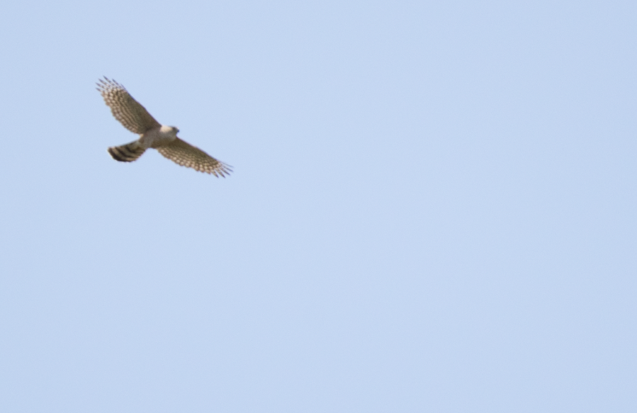 Cooper's Hawk - ML617097427