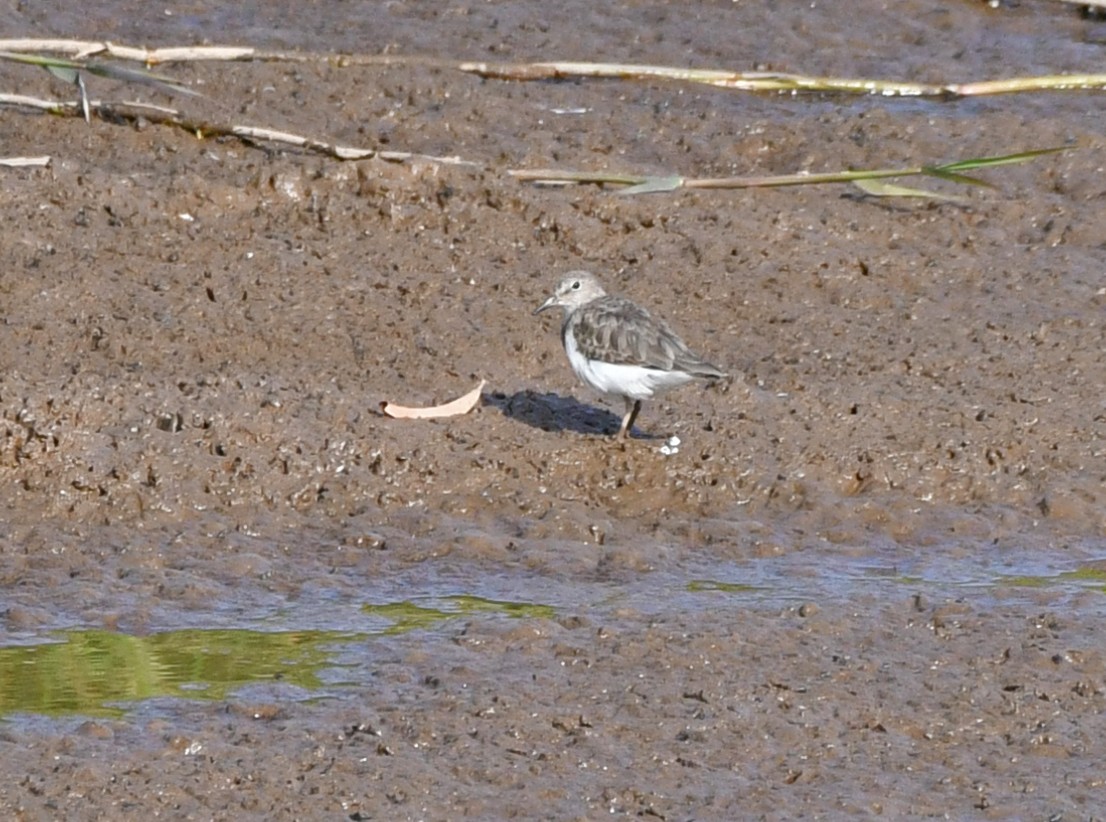 Temminck's Stint - ML617097451