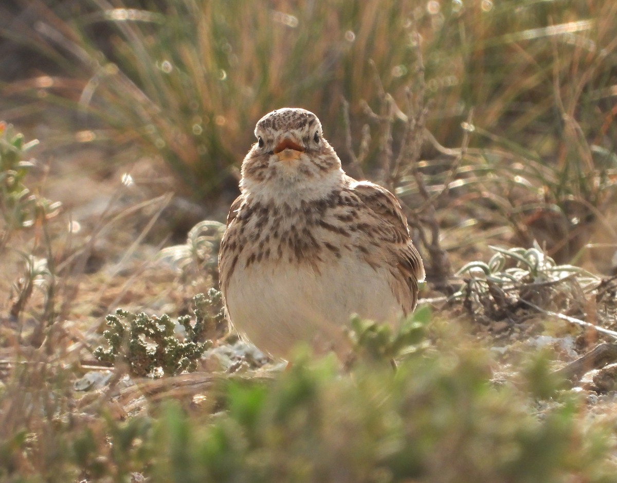 Mediterranean Short-toed Lark - ML617097489