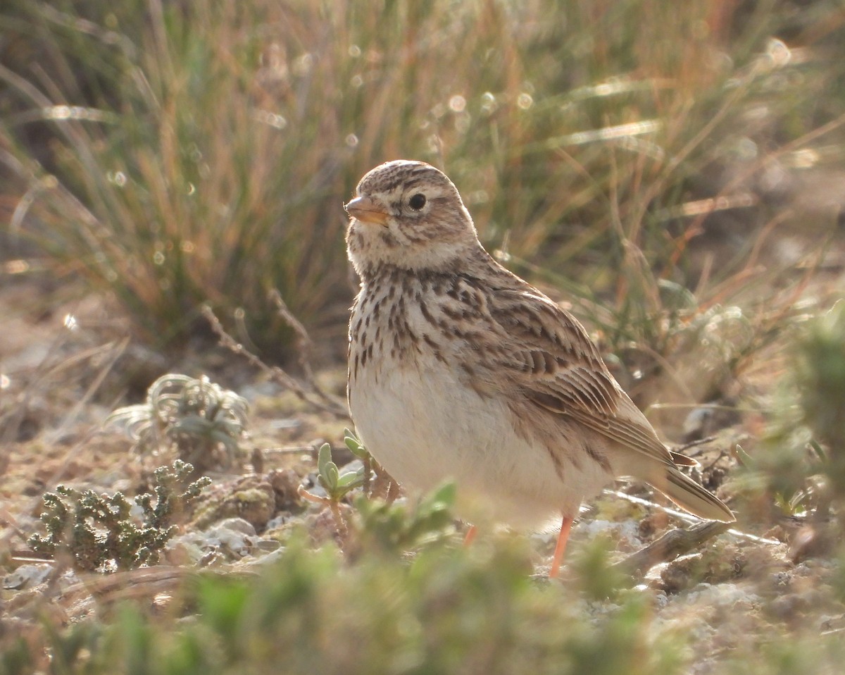 Mediterranean Short-toed Lark - ML617097490