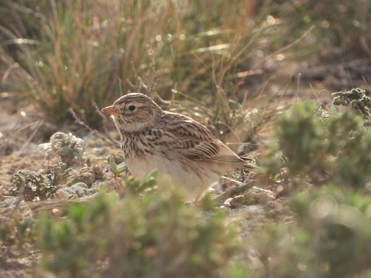 Mediterranean Short-toed Lark - ML617097492