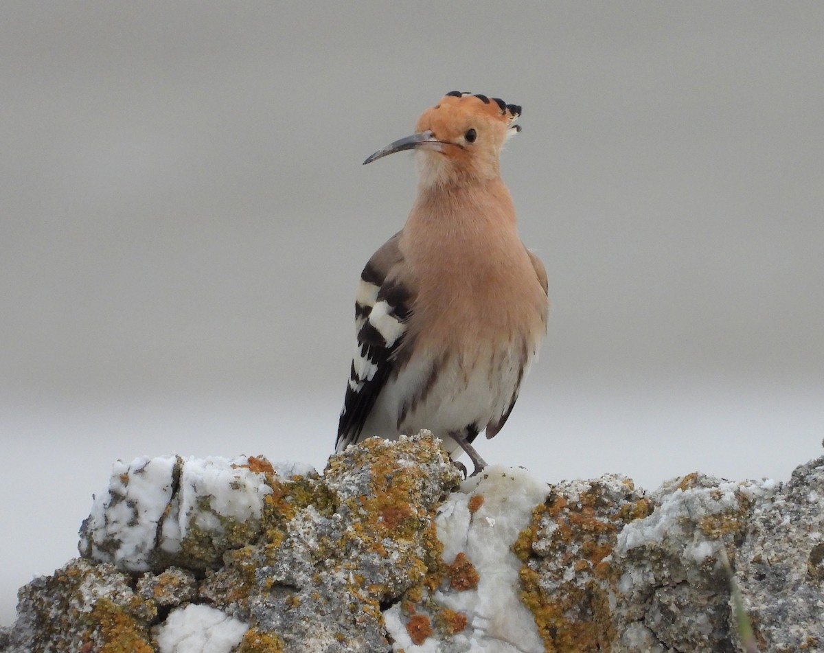 Eurasian Hoopoe - ML617097514