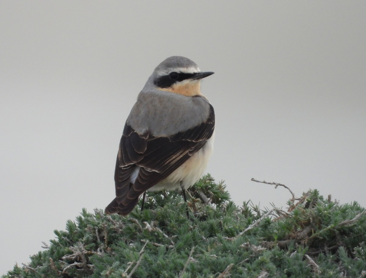 Northern Wheatear - ML617097536