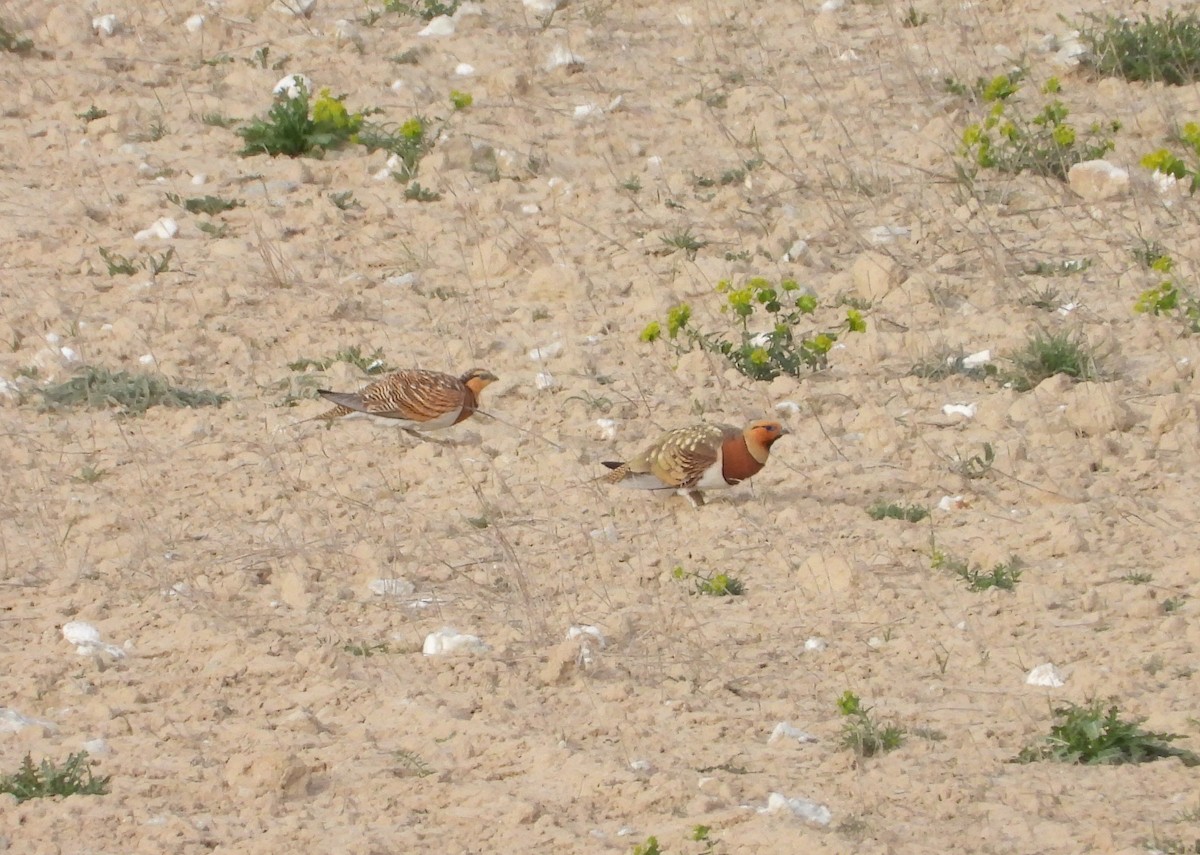 Pin-tailed Sandgrouse - ML617097547