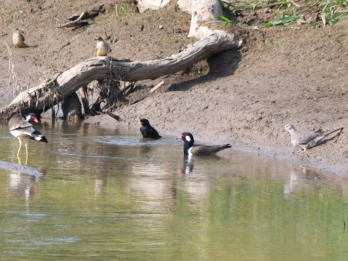 珠頸斑鳩 - ML617097561