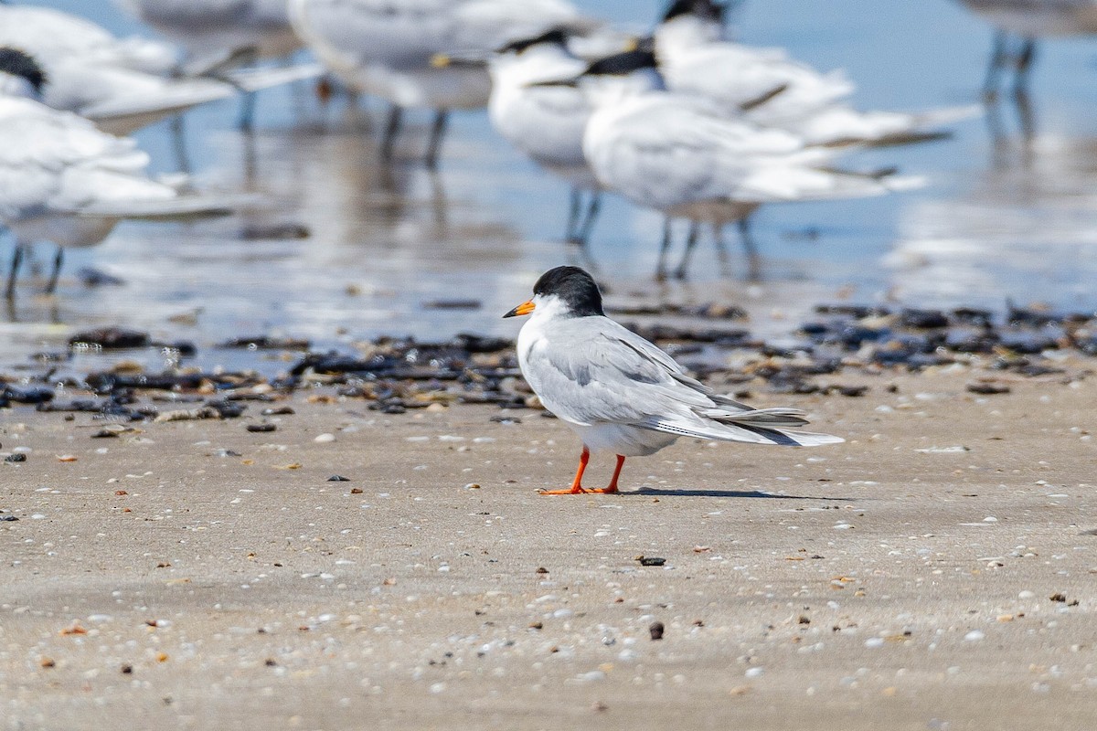 Forster's Tern - Terry Woodward