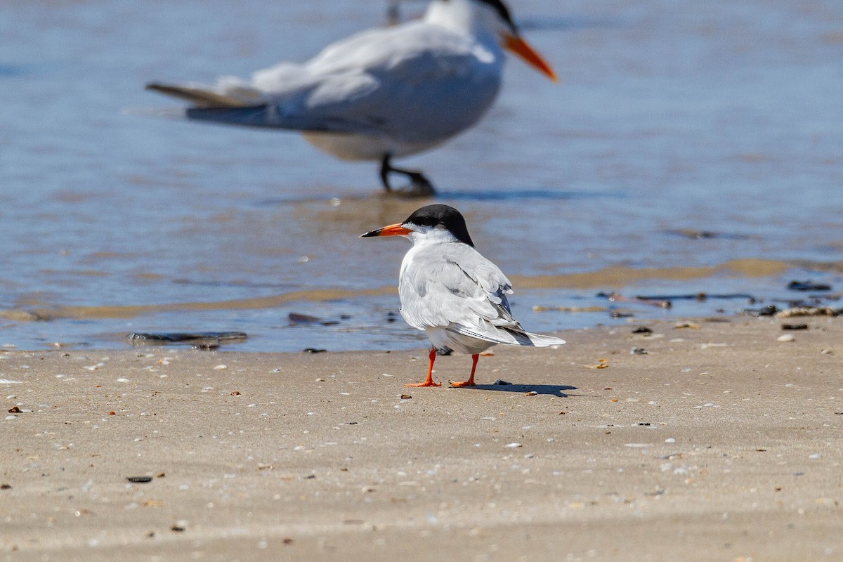 Forster's Tern - ML617097575