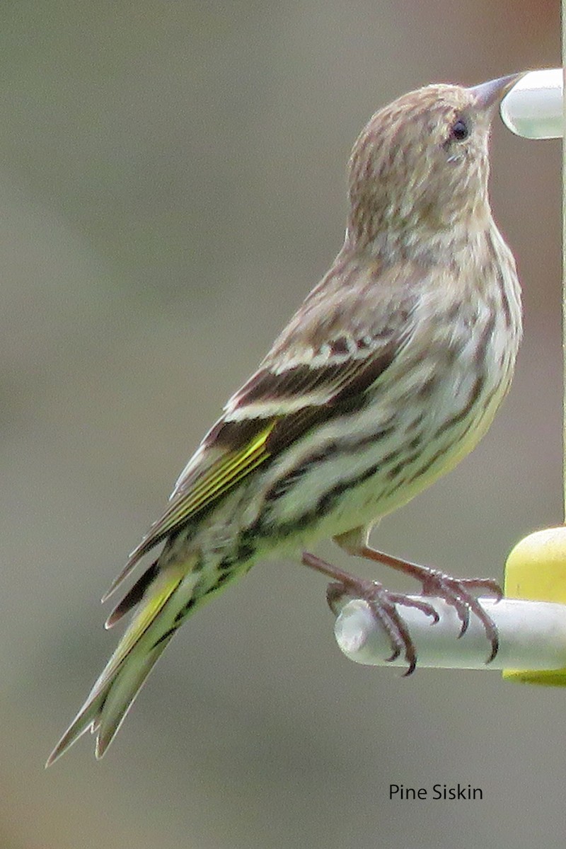 Pine Siskin - Merrill Lester